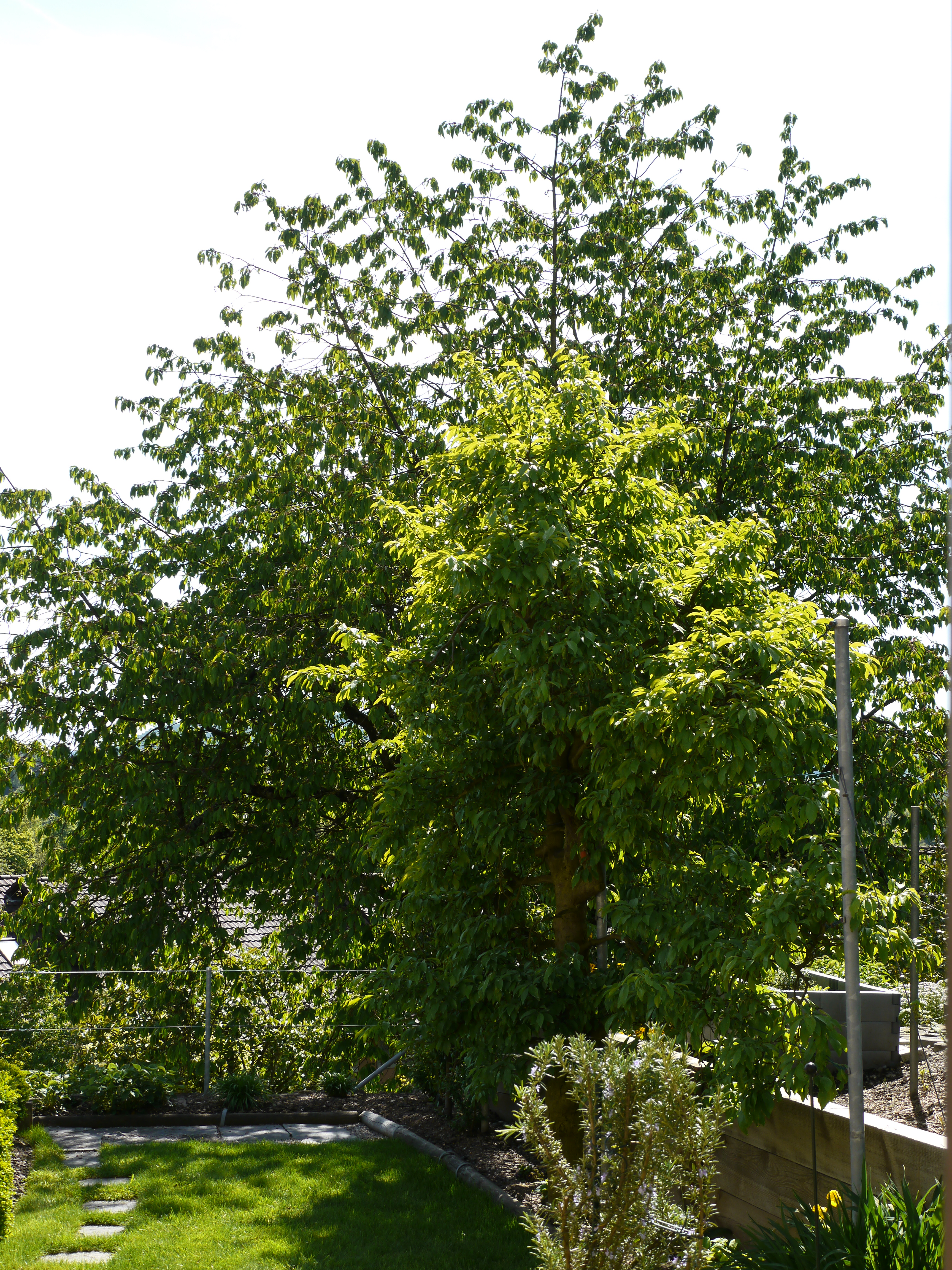 Garten Birmenstorf Alle Bilder